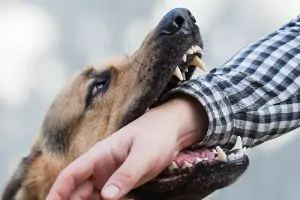 If you've been a victim of Dog Bites in Peoria IL, trust the Rochford & Associates team