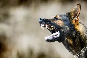 Dog Bites