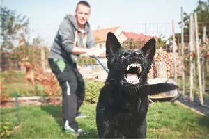 Dog bites